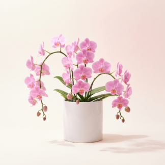 Pink Orchid Plant