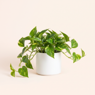 Golden Pothos