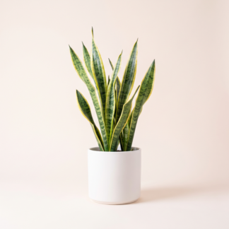 Snake Plant
