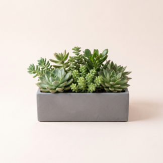 Succulent Garden