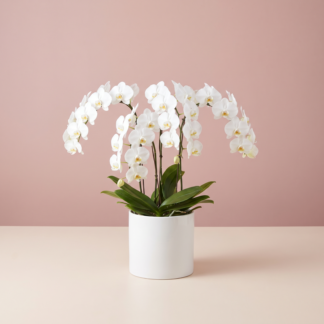 White Orchid Plant